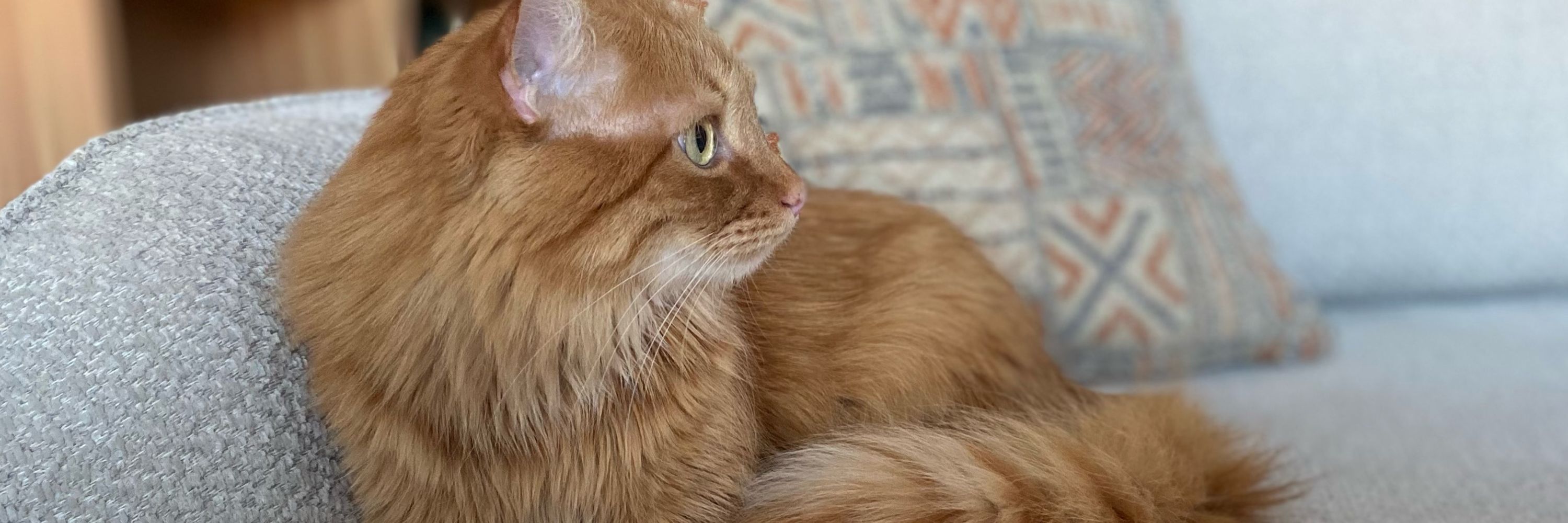 Özlem