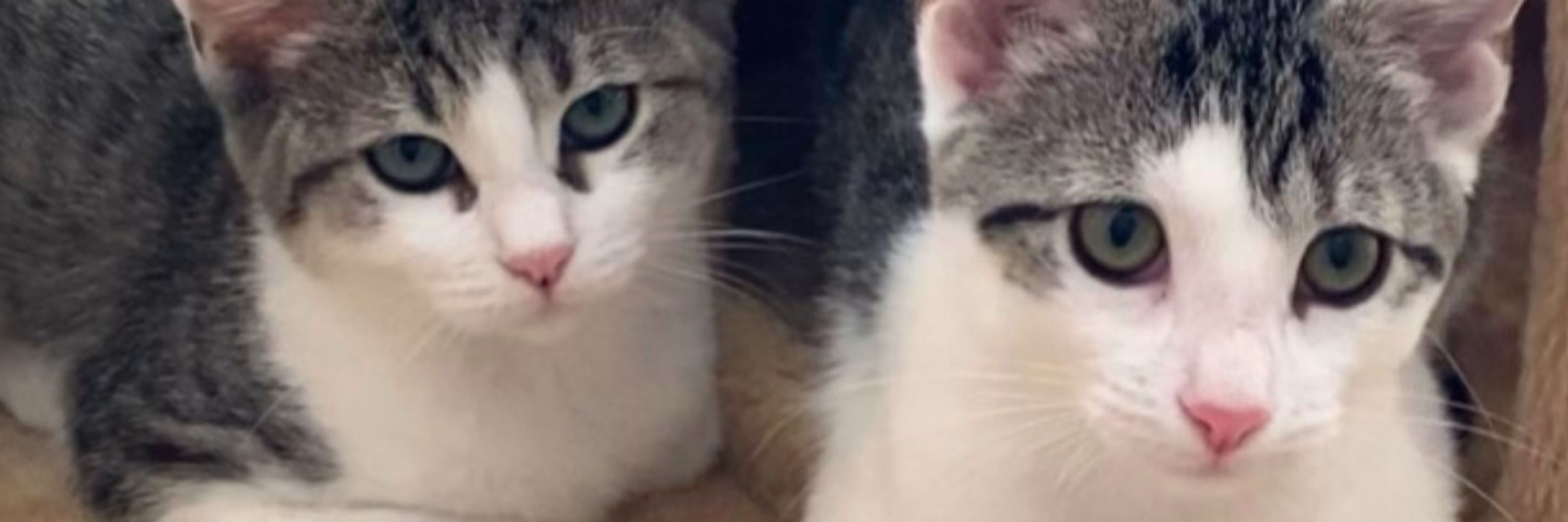 Sister Cats :  Kirby and Peach