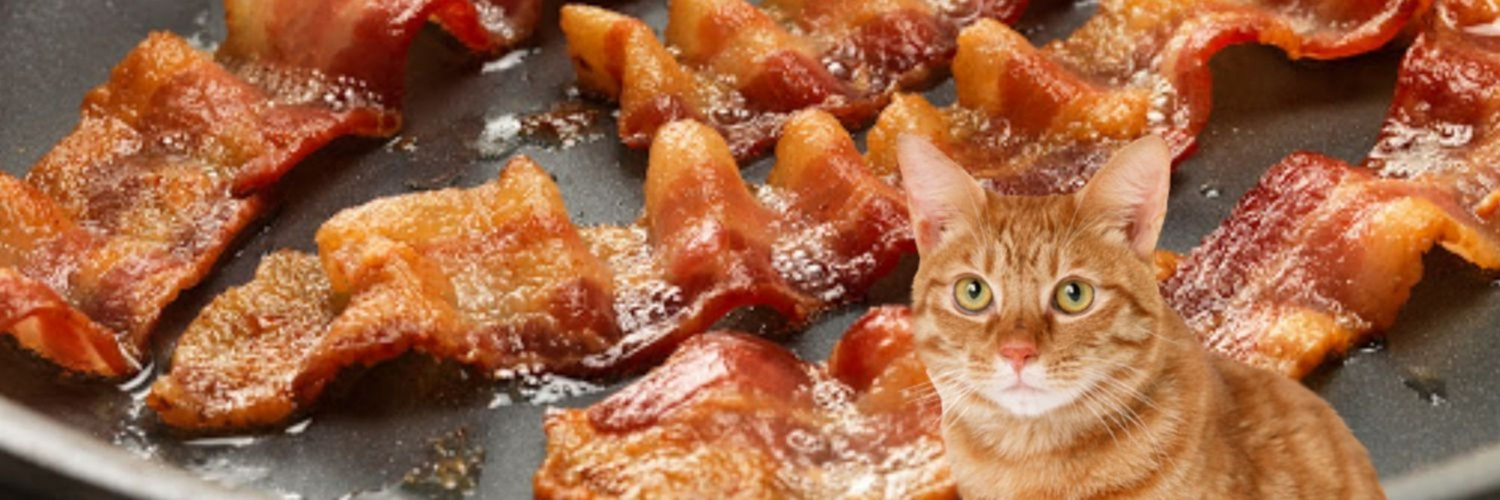 BaconCat