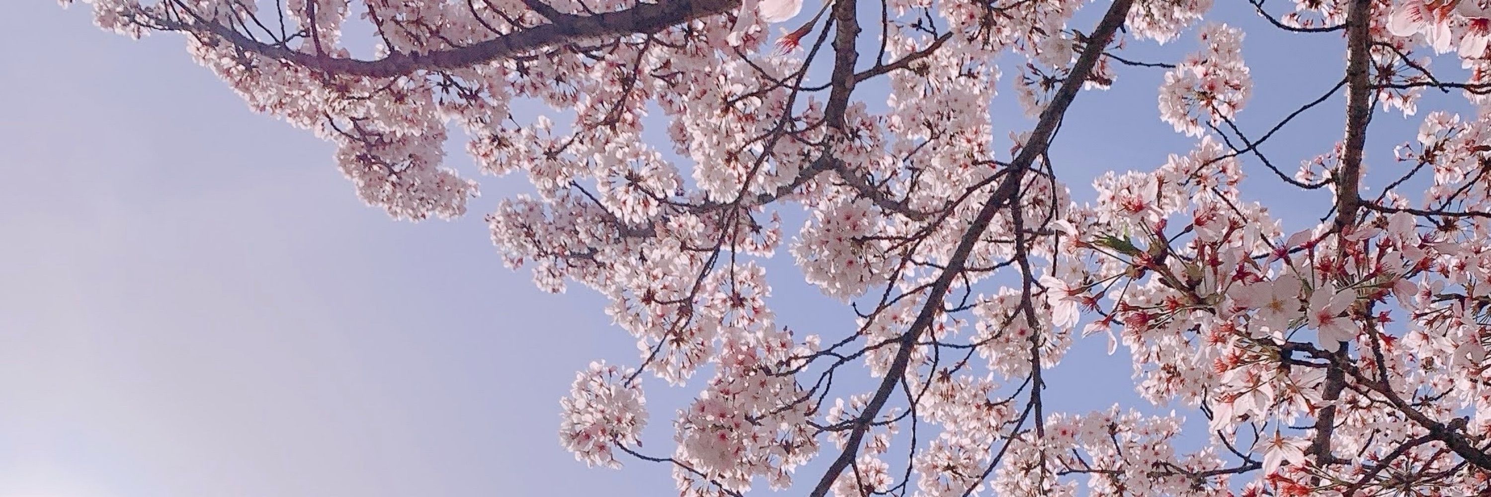 もみのき