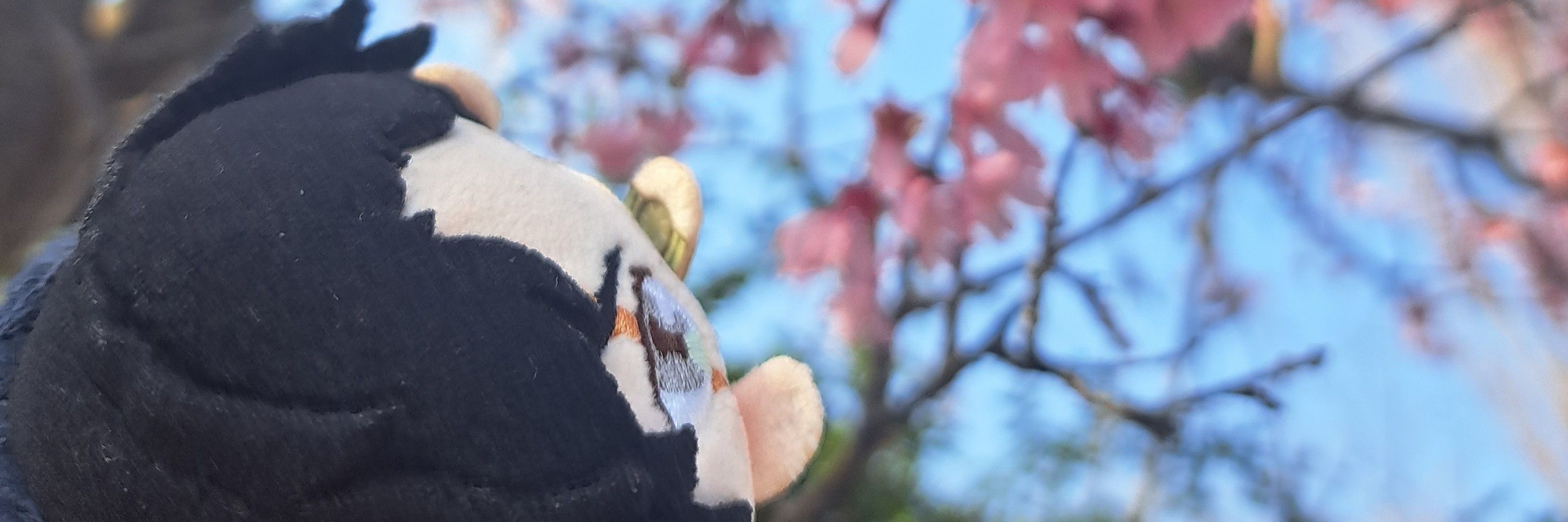 緑茶