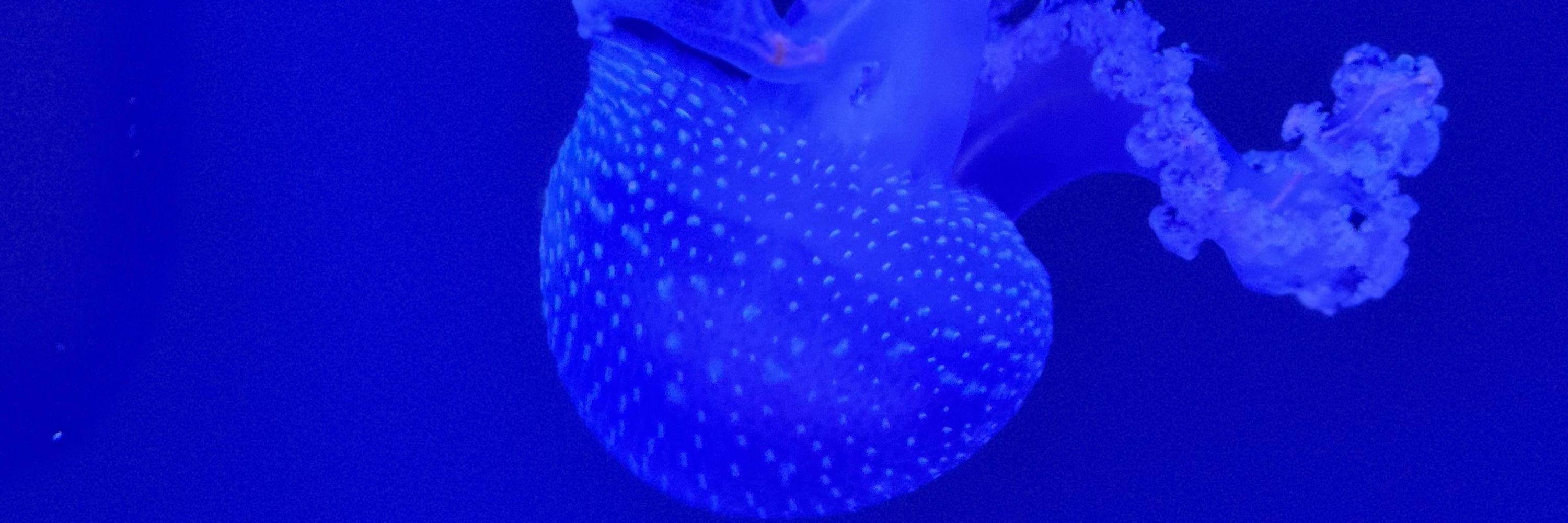 Seabass (They/Them)
