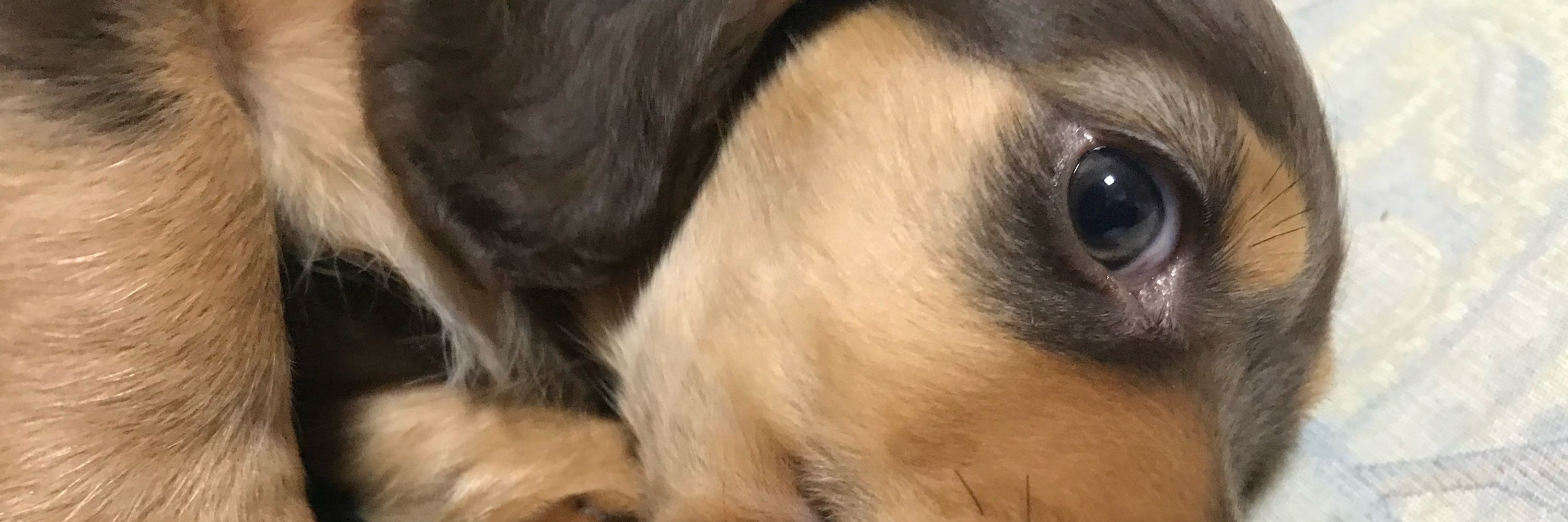 ラノ