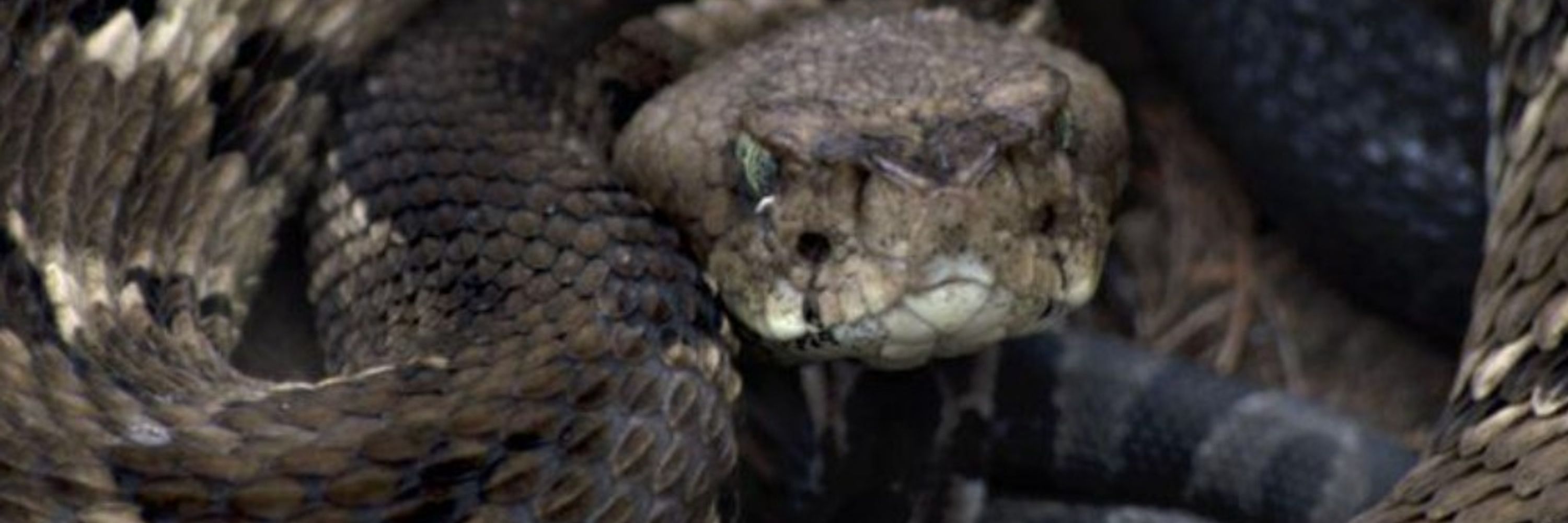 Hawke The Snake