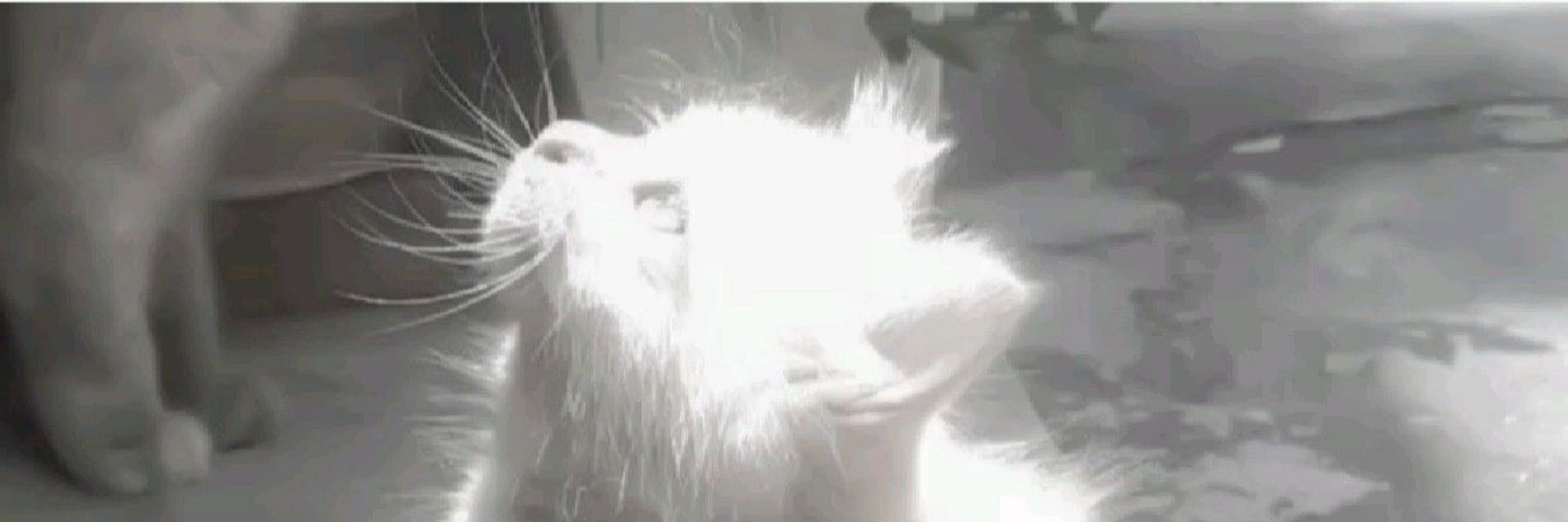 🐈