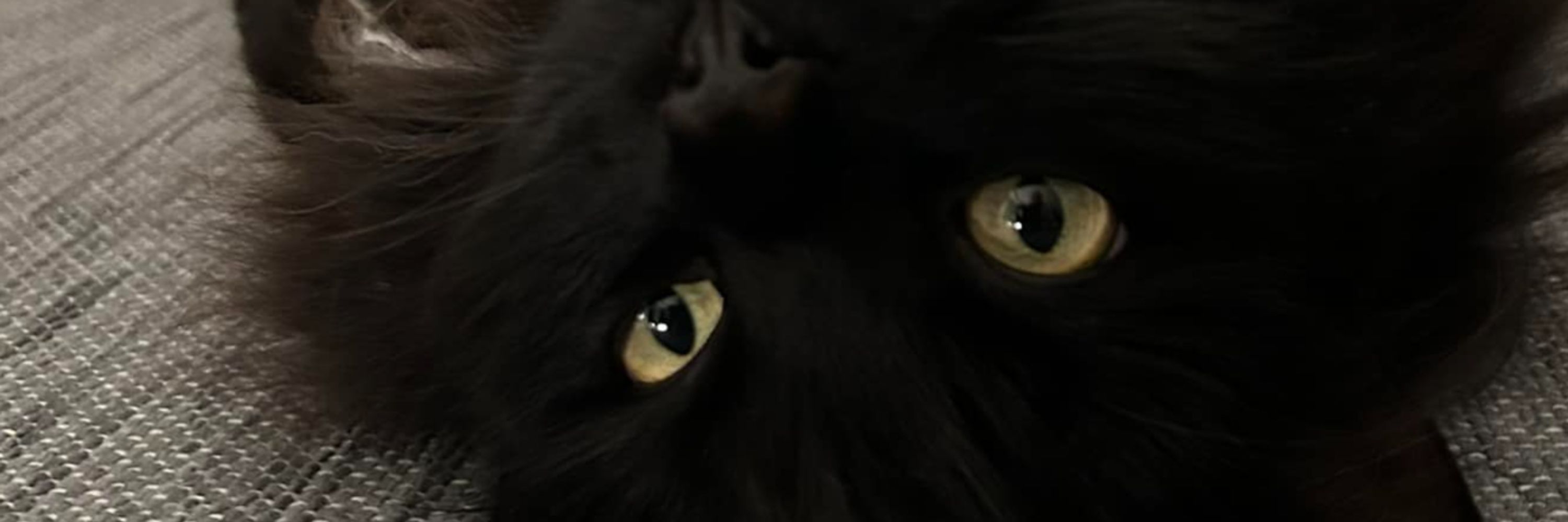 Silvie