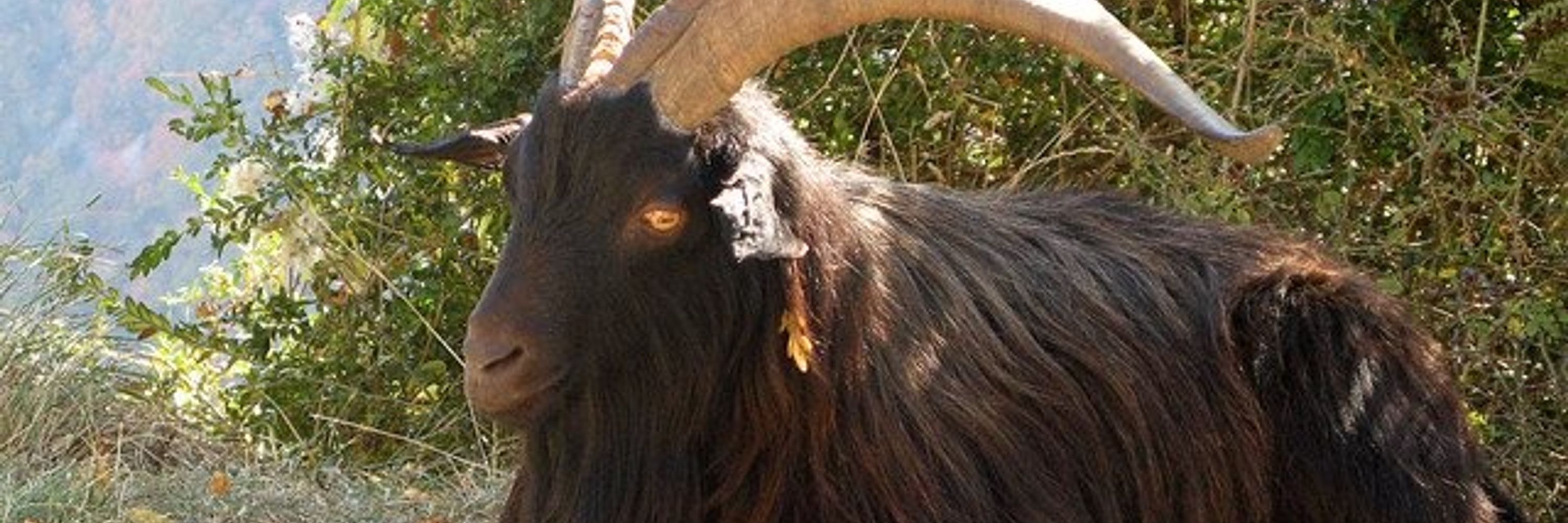 GoatFossils𓃵♱