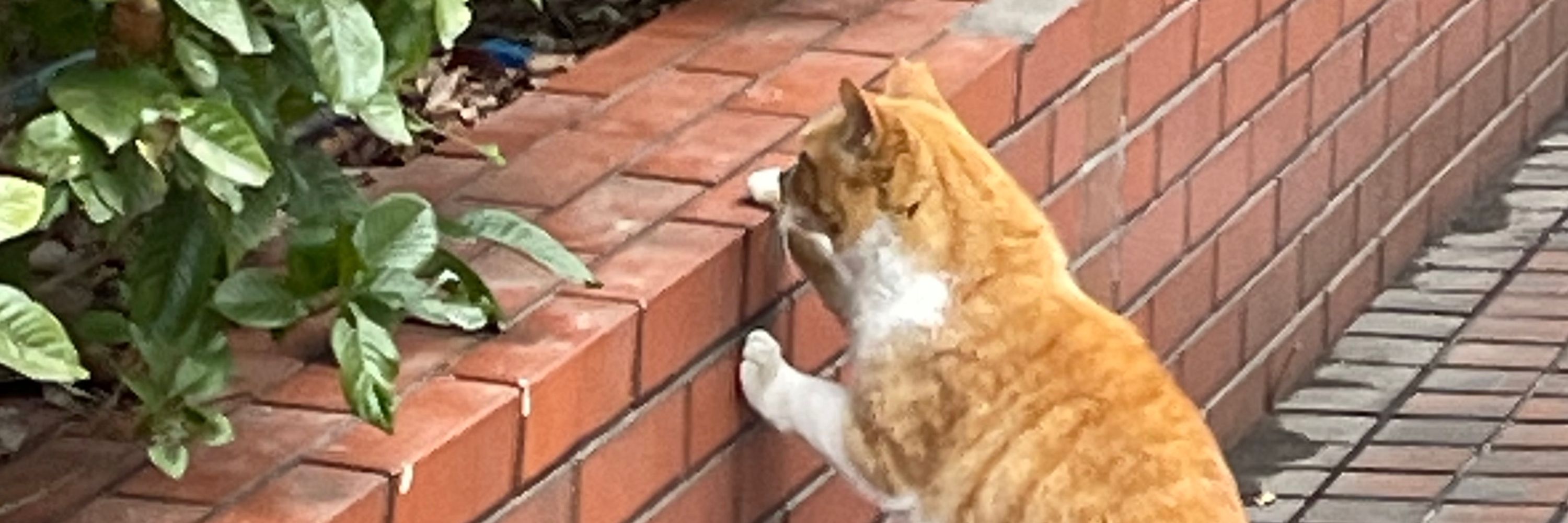 VR猫たぴおか