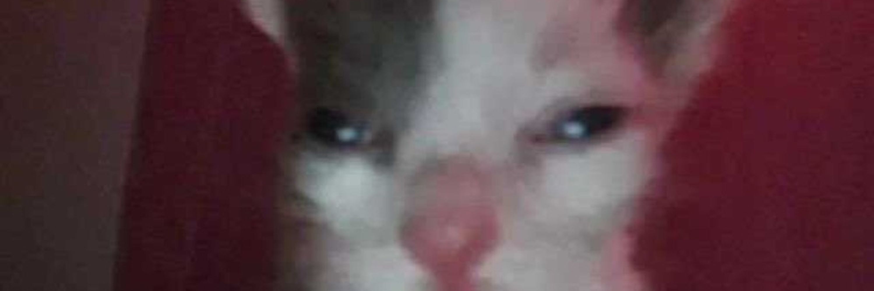 Piya ferret