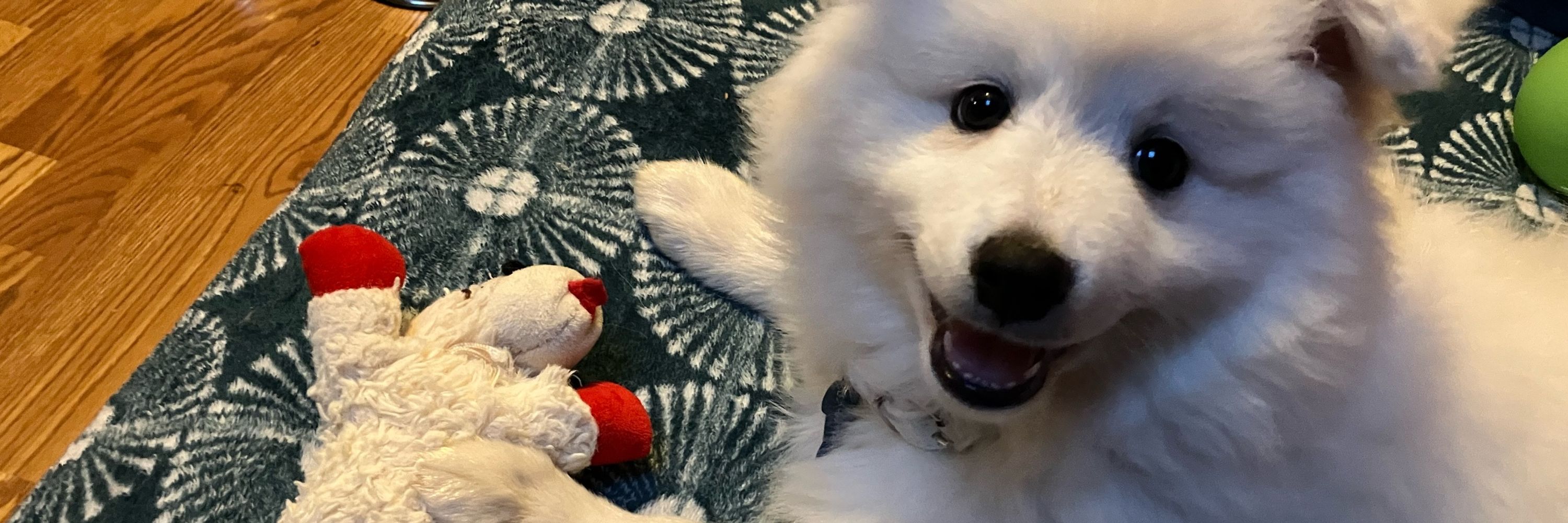 Blitz the Spitz
