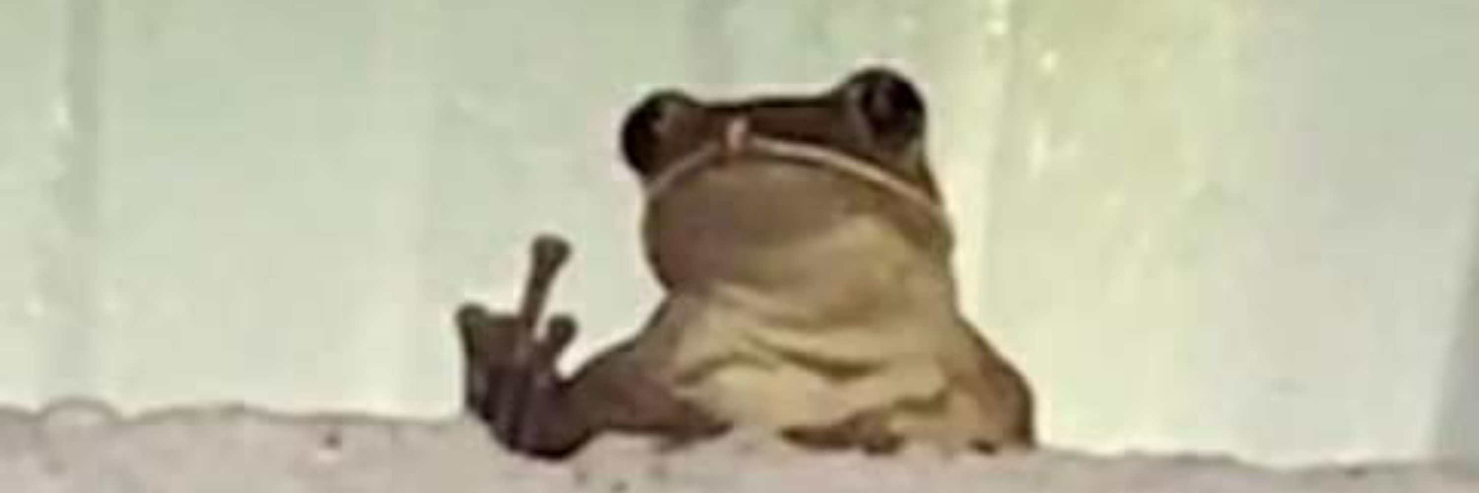 TacticalFroggo