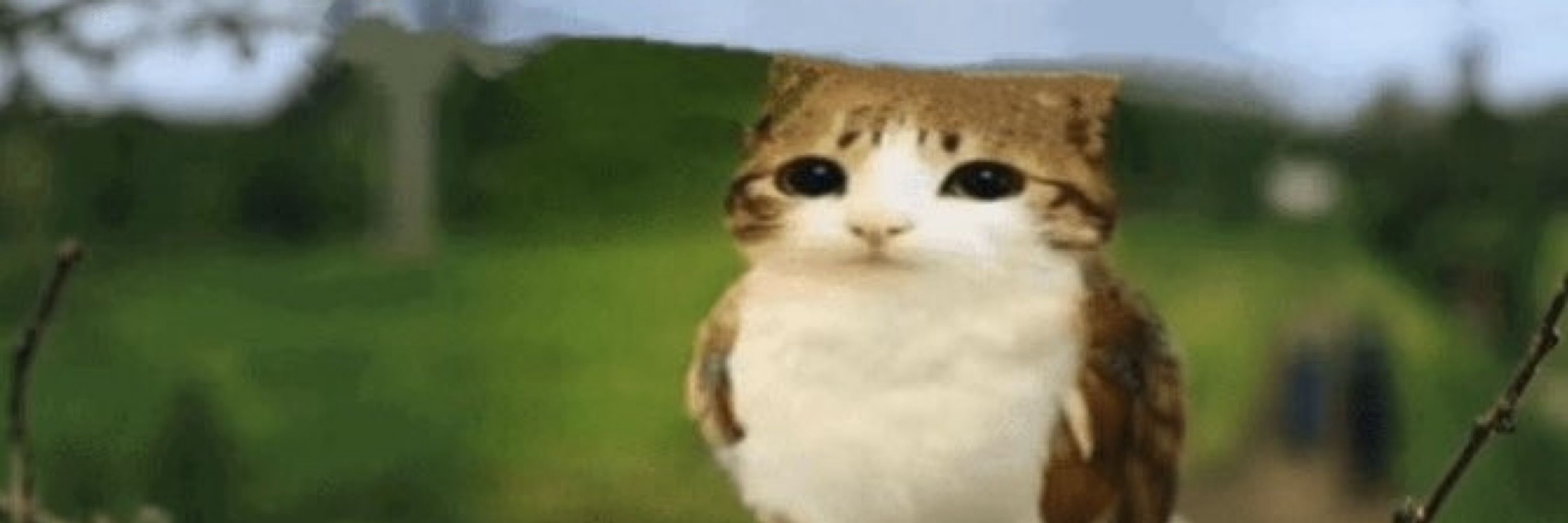 mae