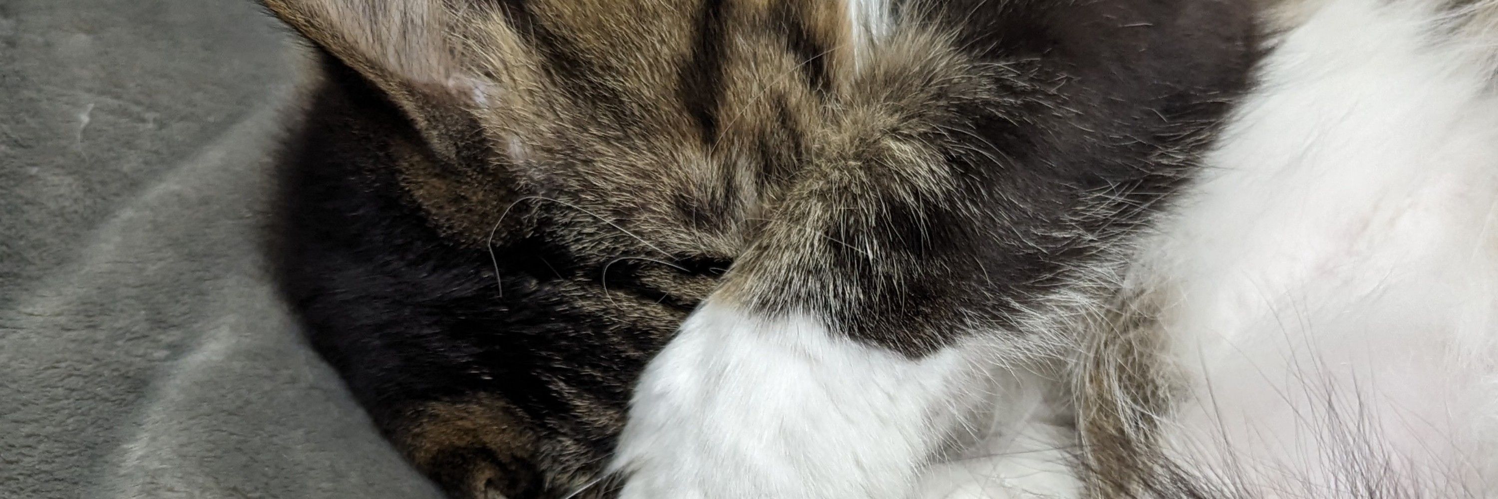 うさぎちゃん