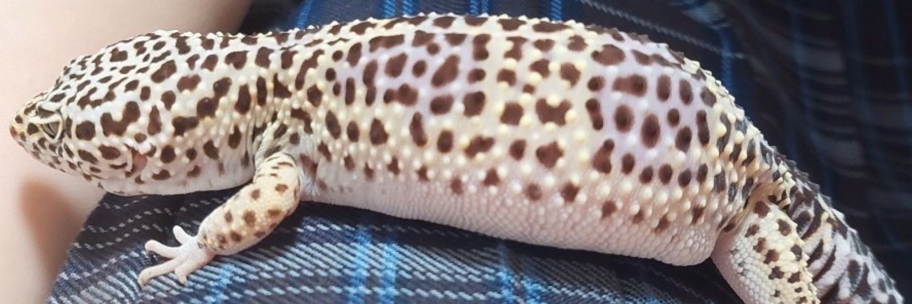 爬虫類ローザ🦎