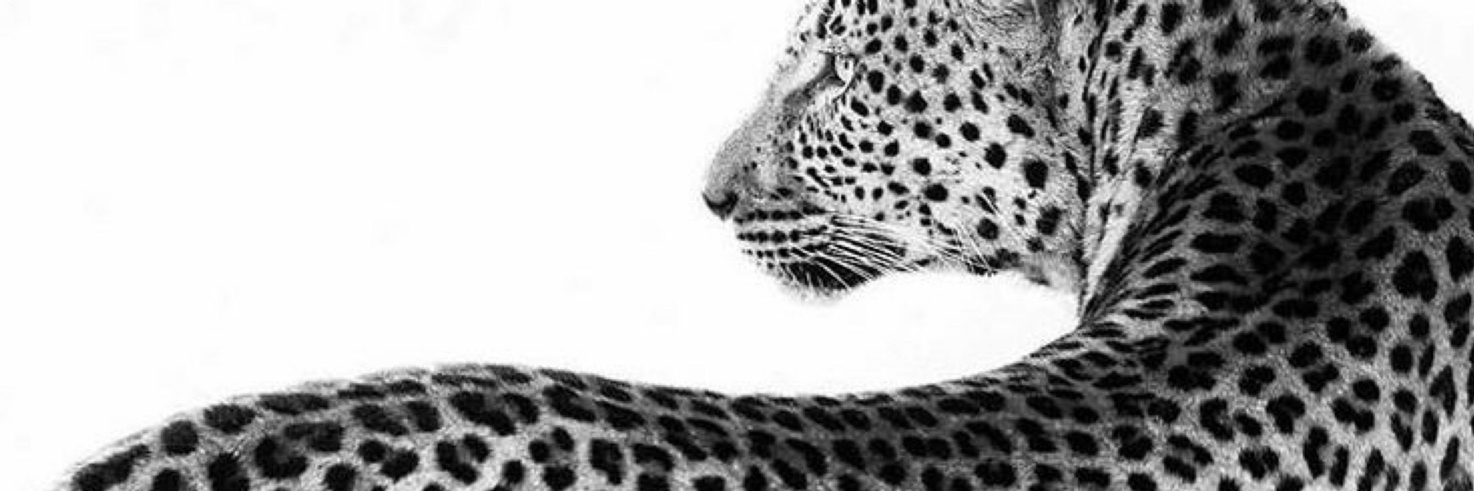 🐆🐾