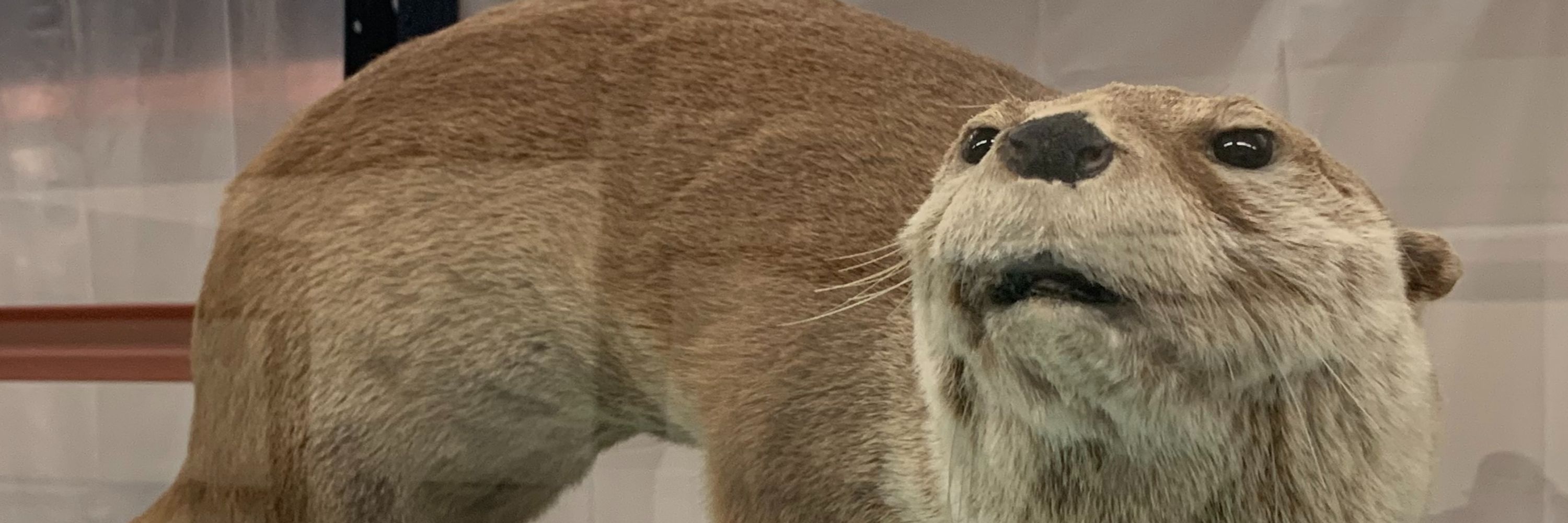 Cetus Otter but EVIL