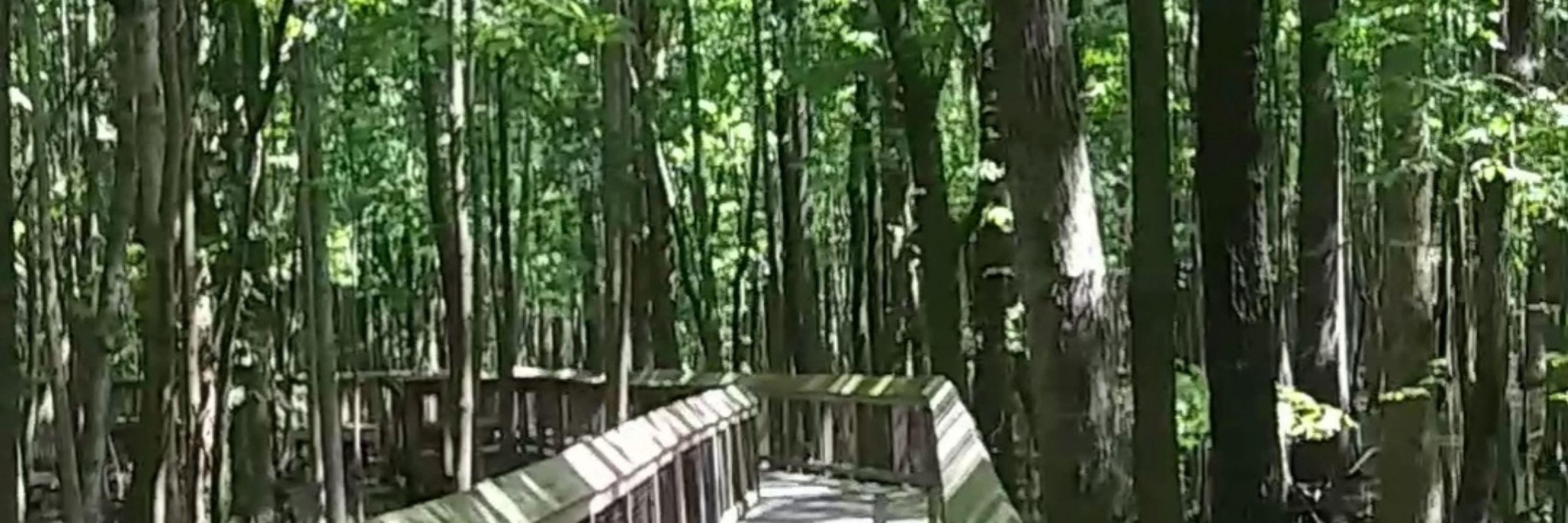 D'Astro O-kami
