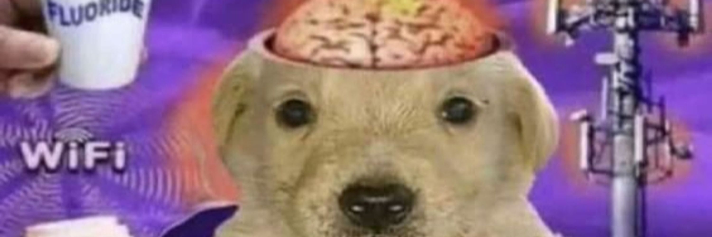 蟲夢