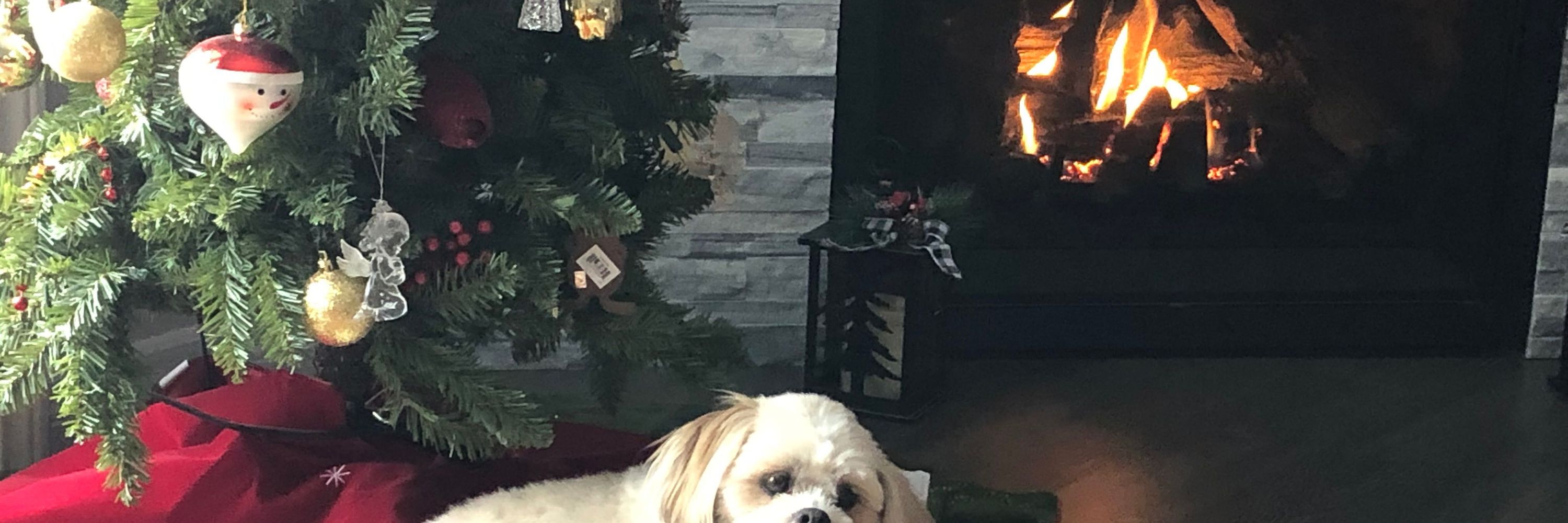 My dog tiko