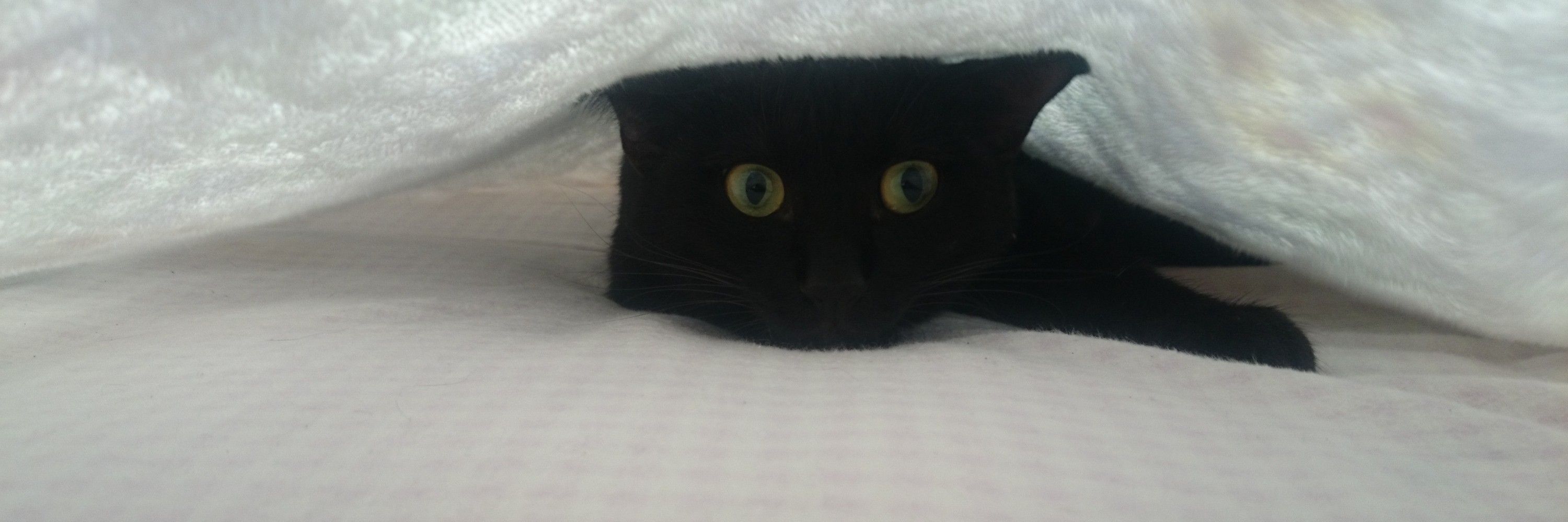 ムチコ
