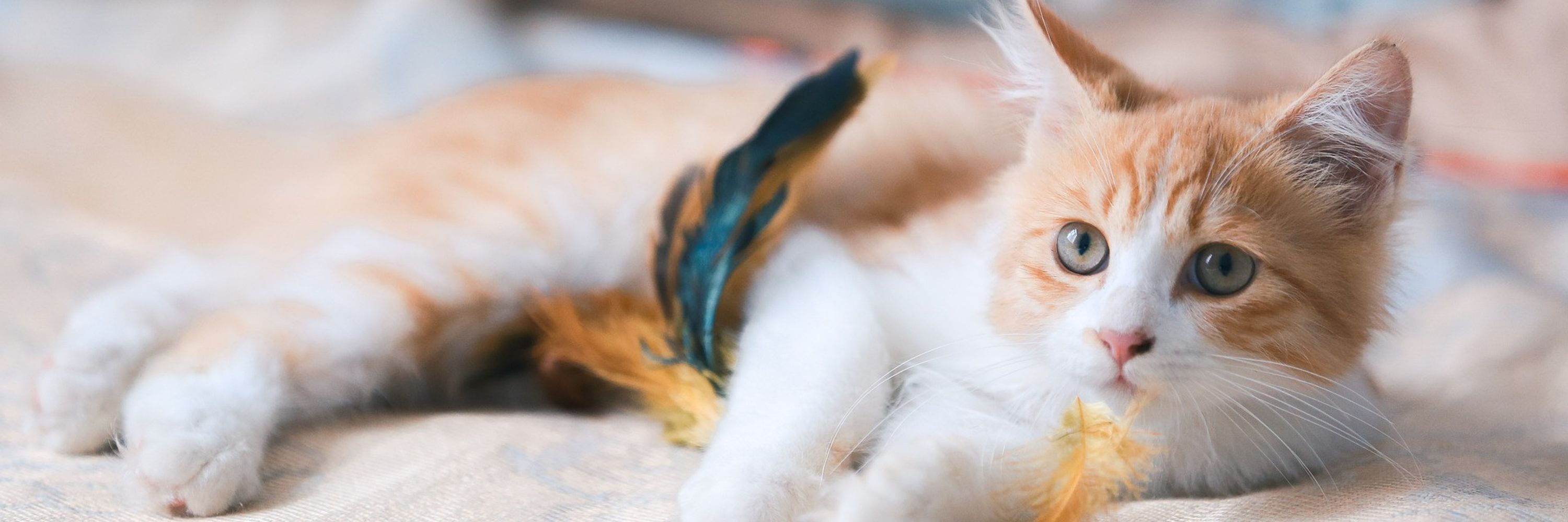 Cozy Cat