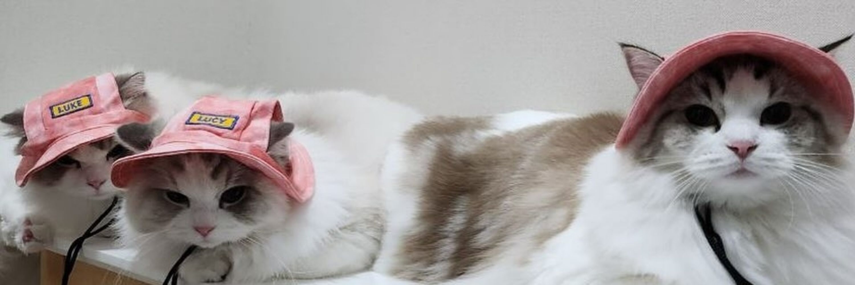 FEEDNANYANGI 😸