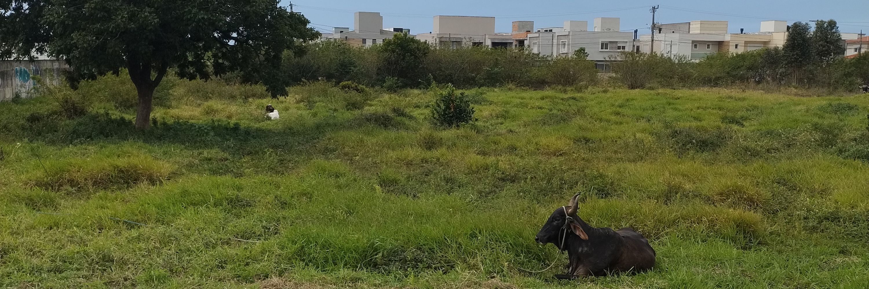 Alcides O Cidinho
