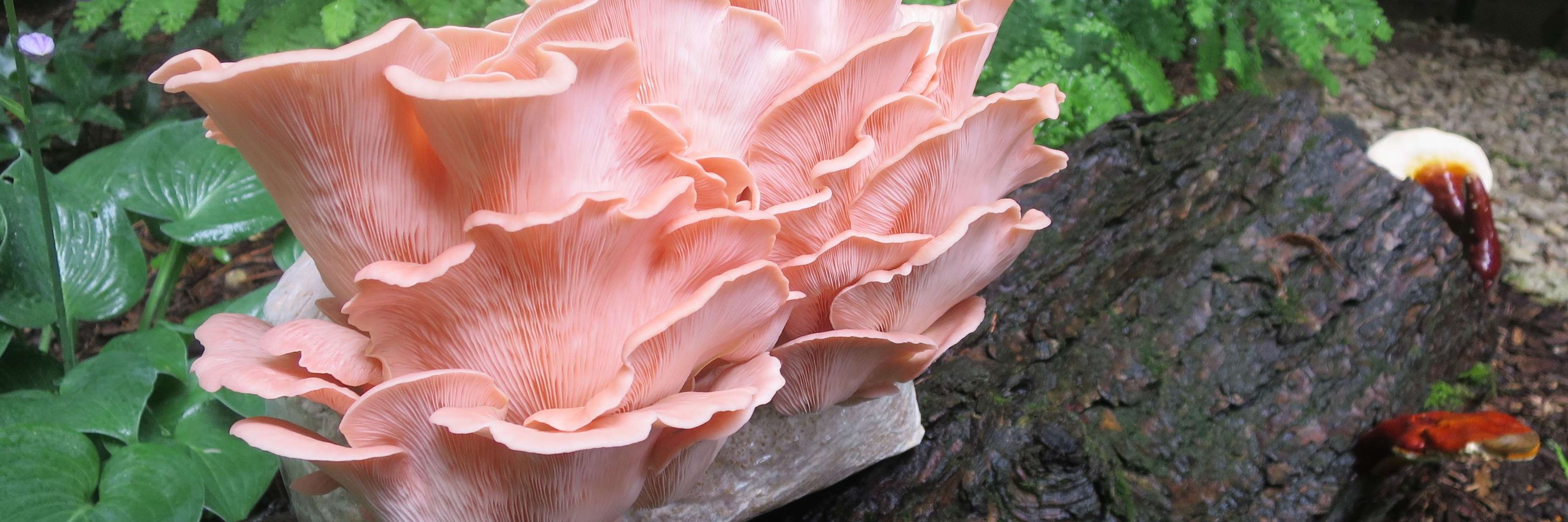 FungiJoJofromCanada