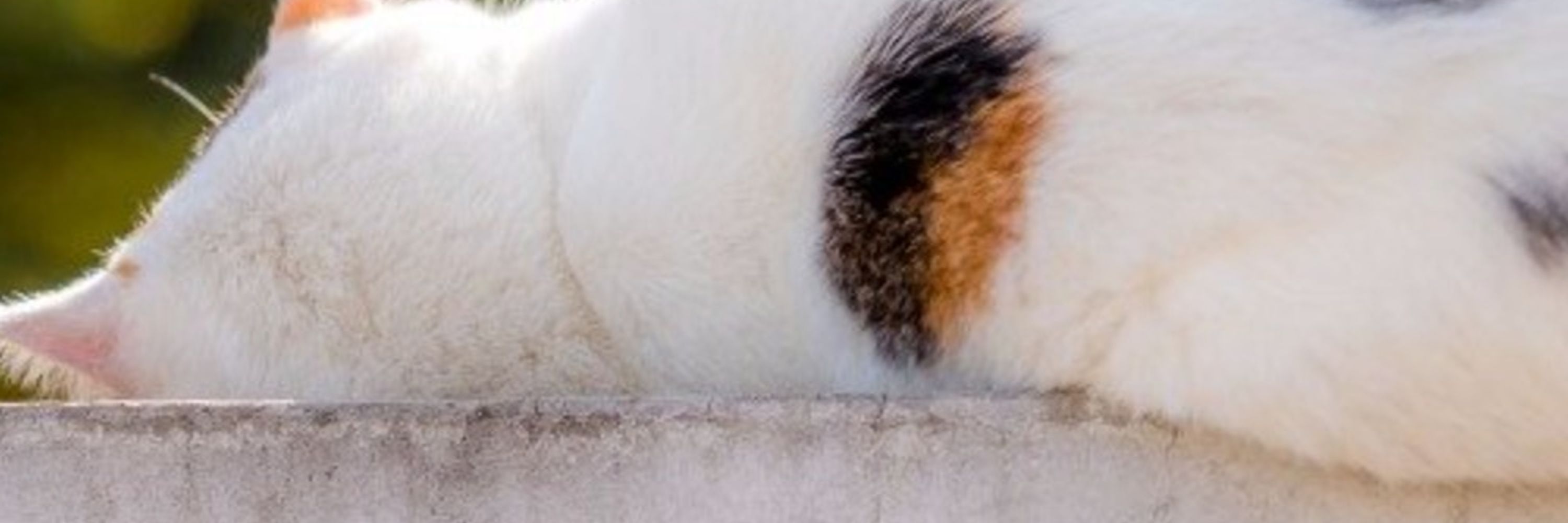 のらねこ！