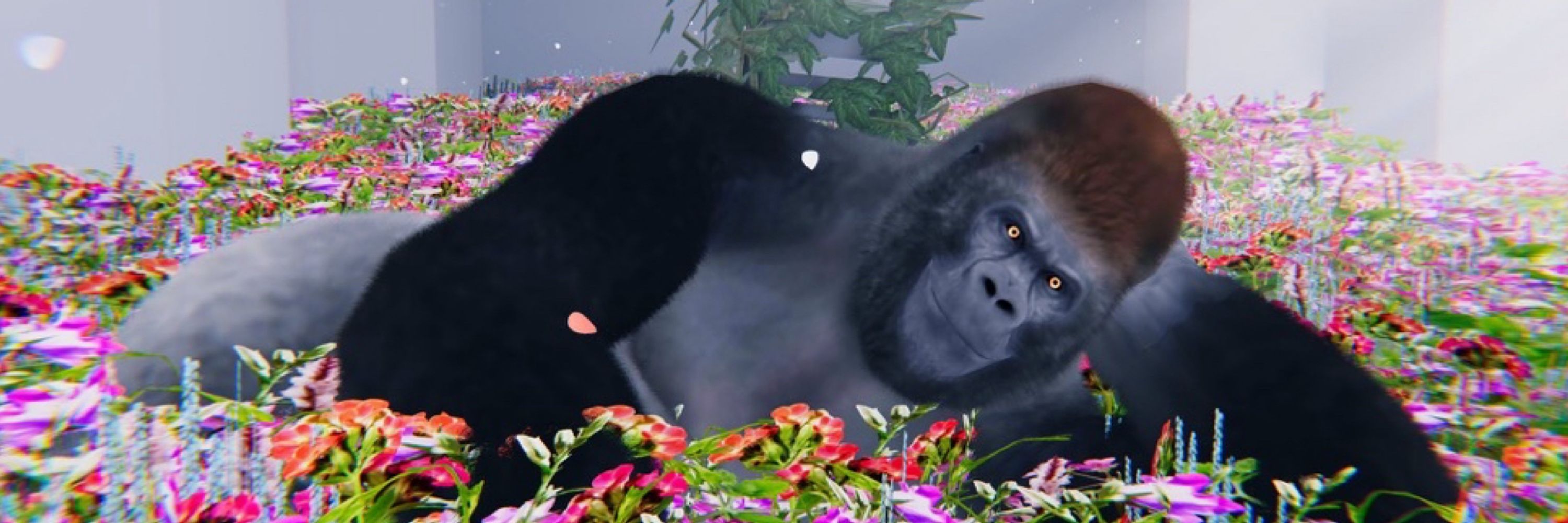 릴라