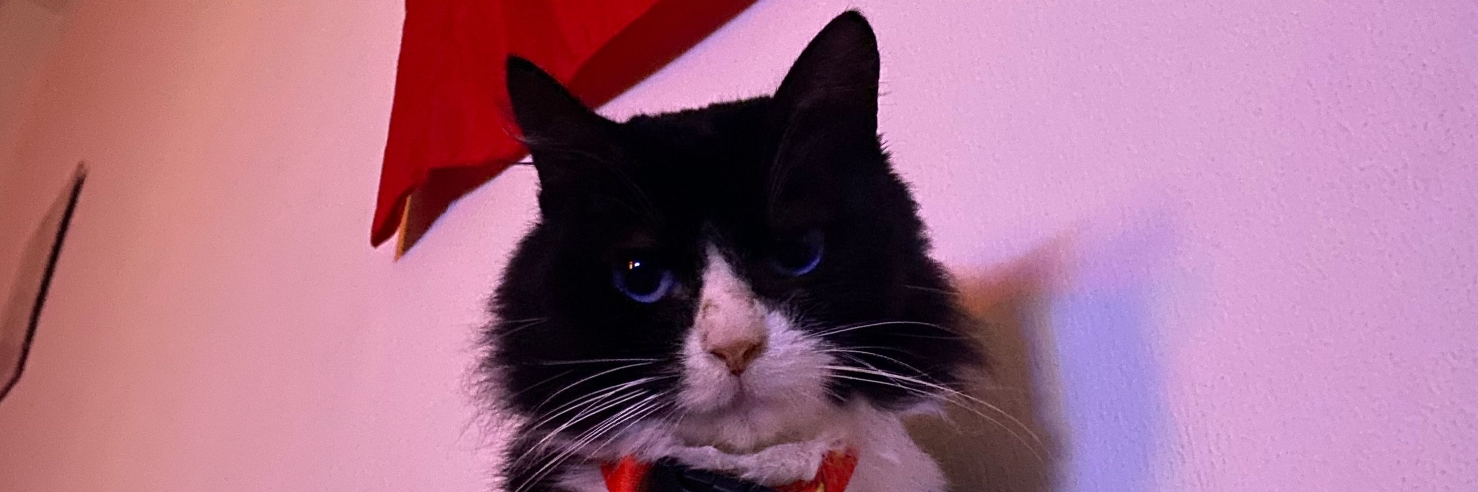 Lila