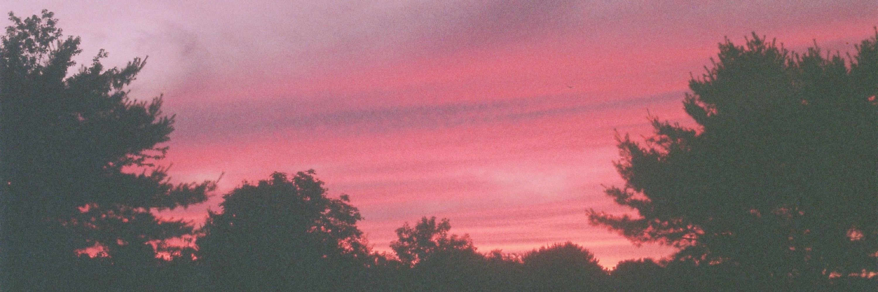 Elsenova