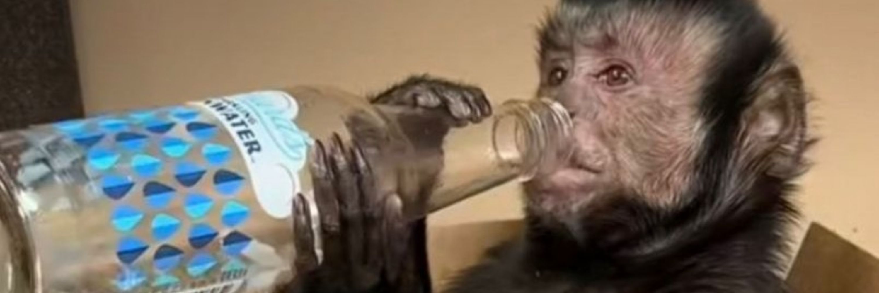 gigi 🐒