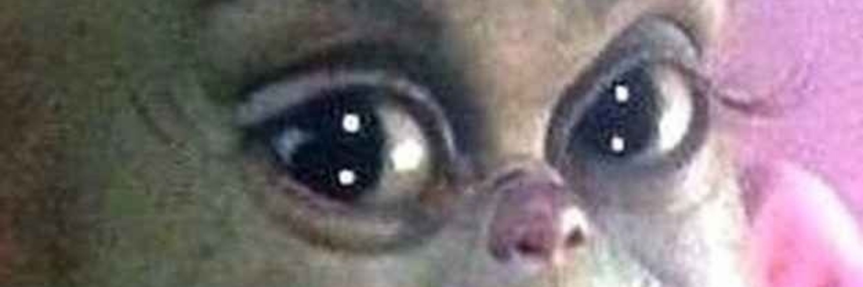 aWildeDandy