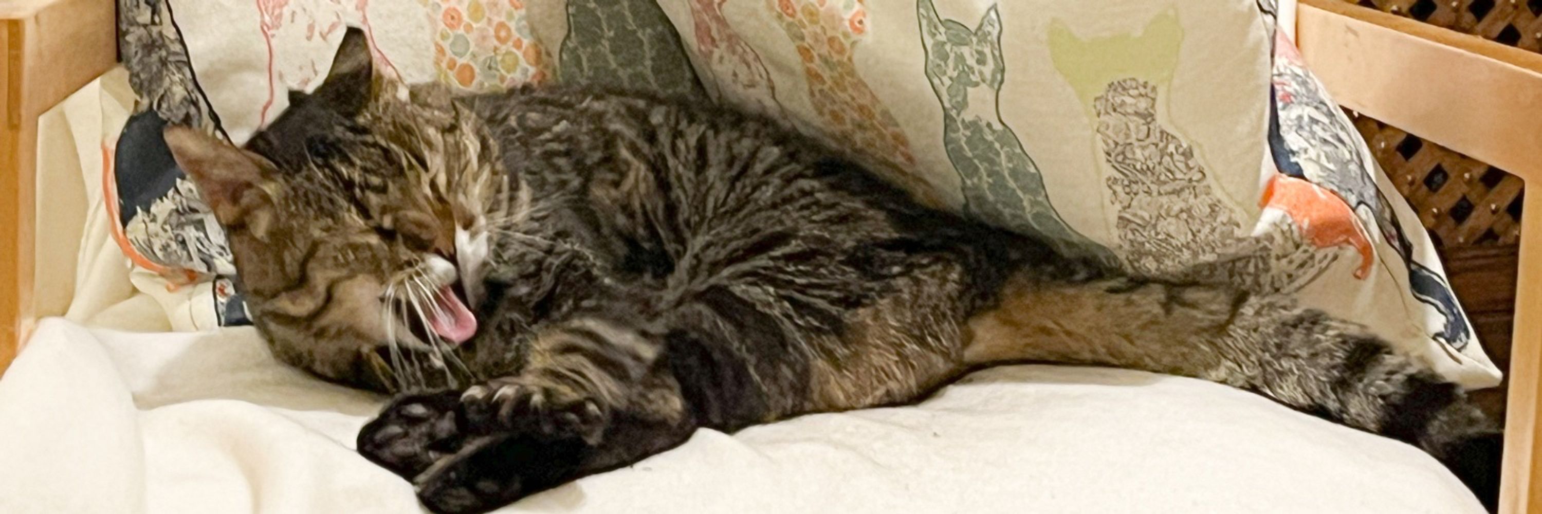 Ben Cat