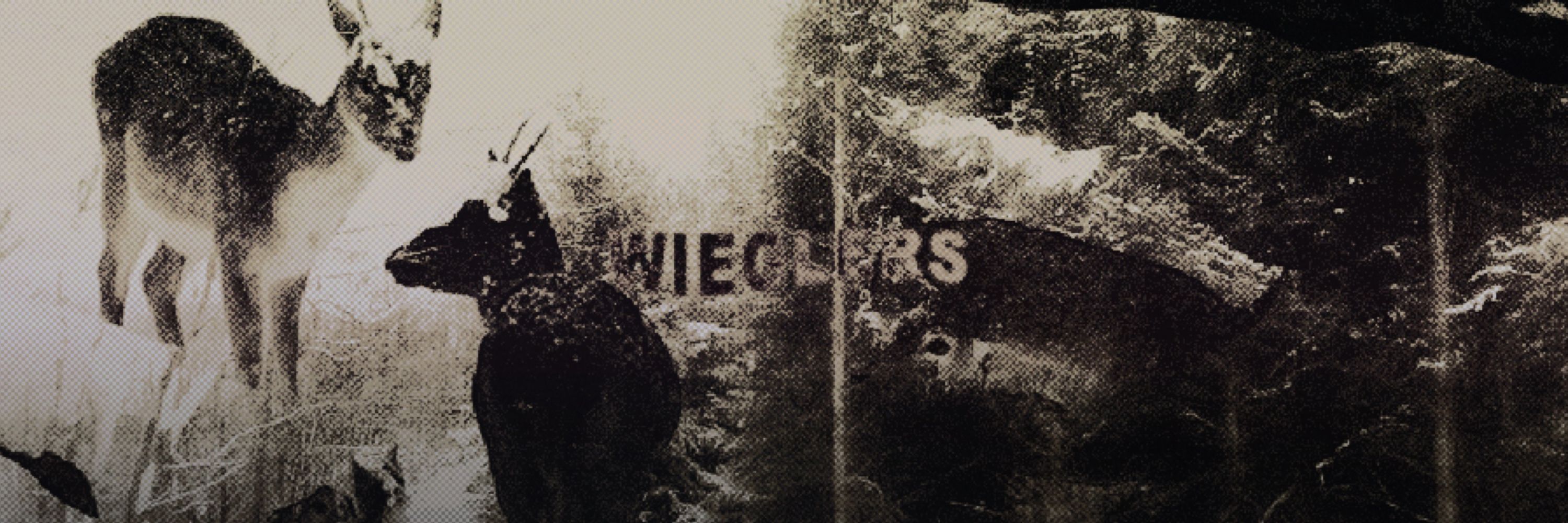 𝑚．🦌