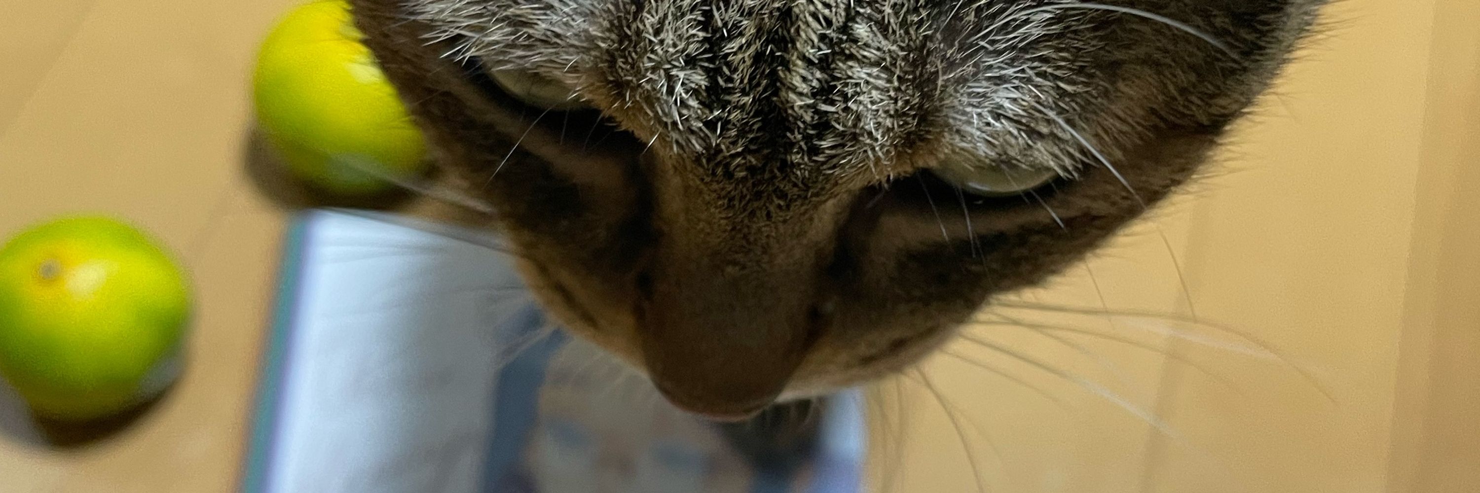 きゃり