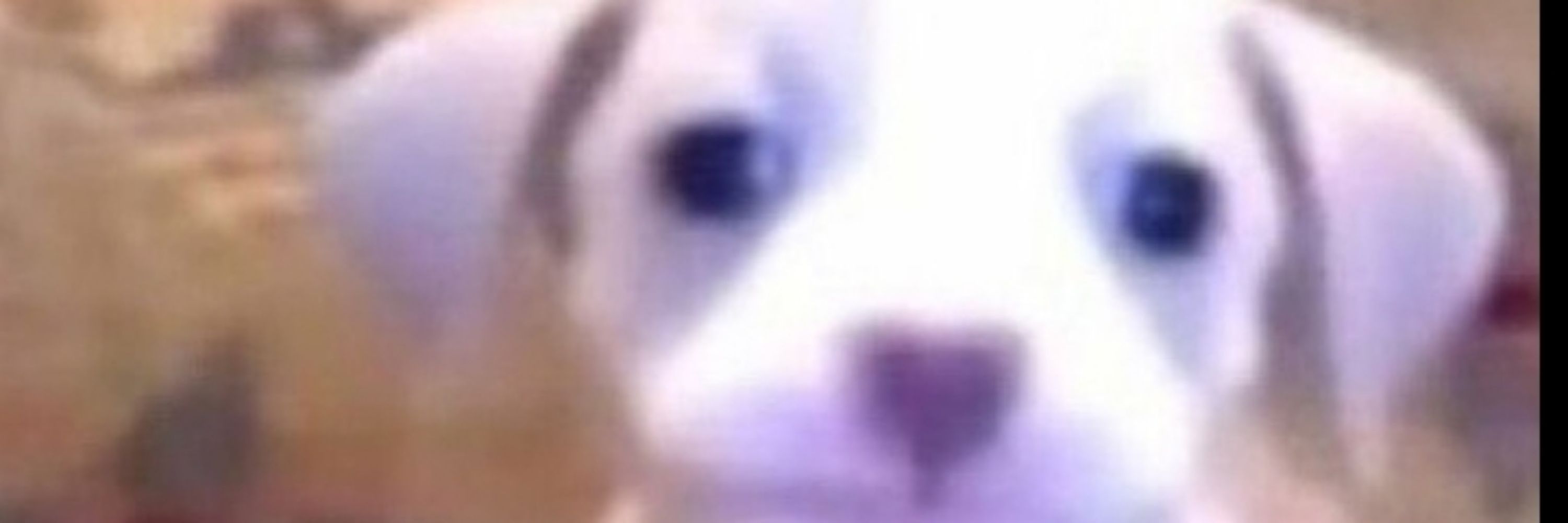 Eyesoftiger