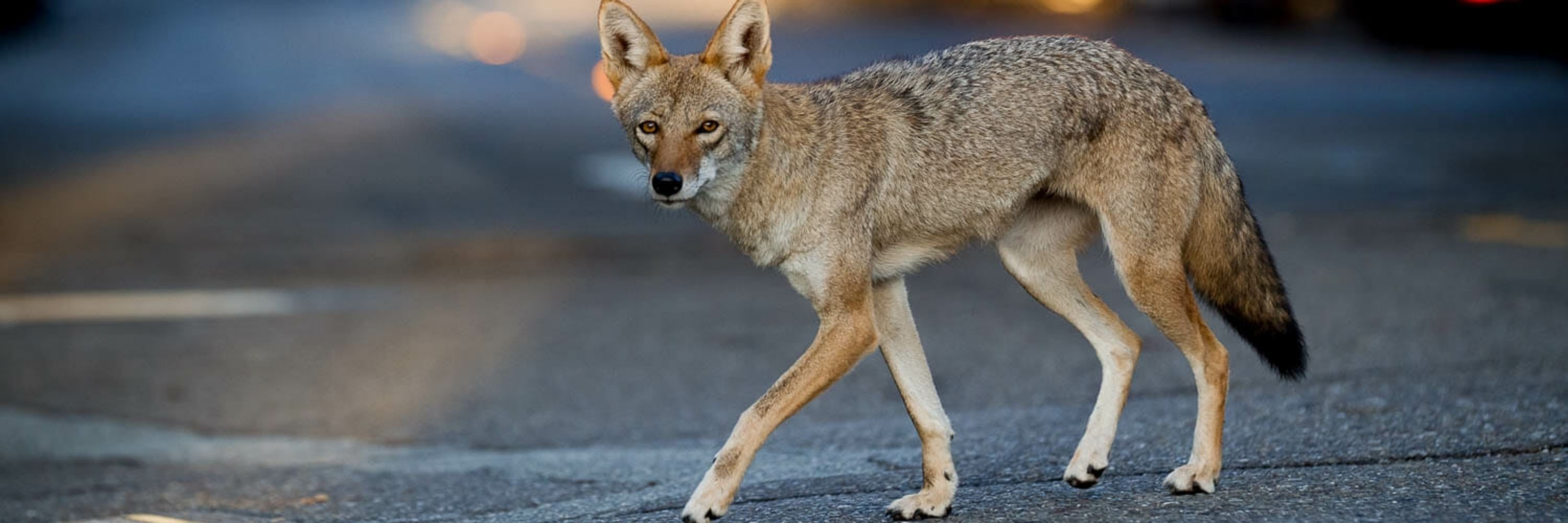 OldCoyote64