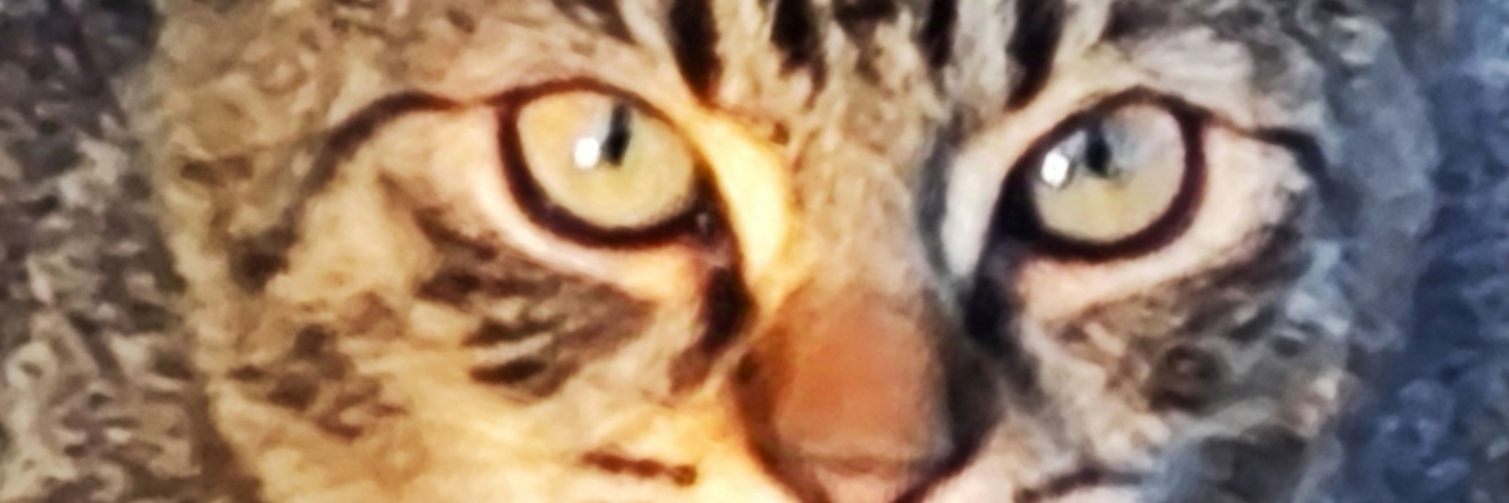 Nomi