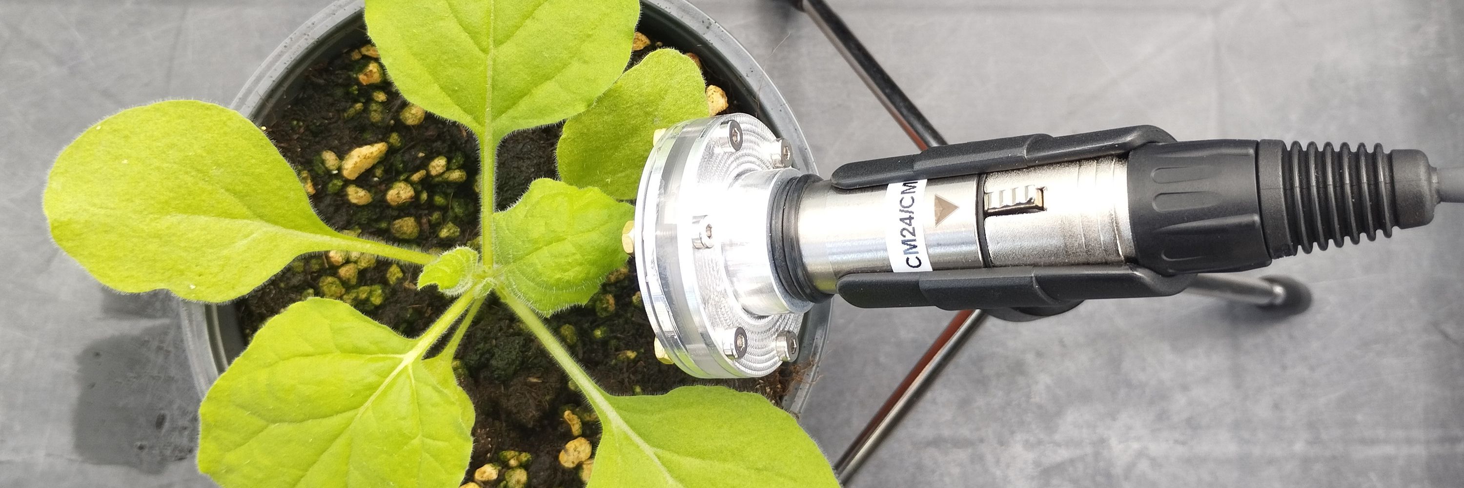 Plant Ultrasound Atlas project
