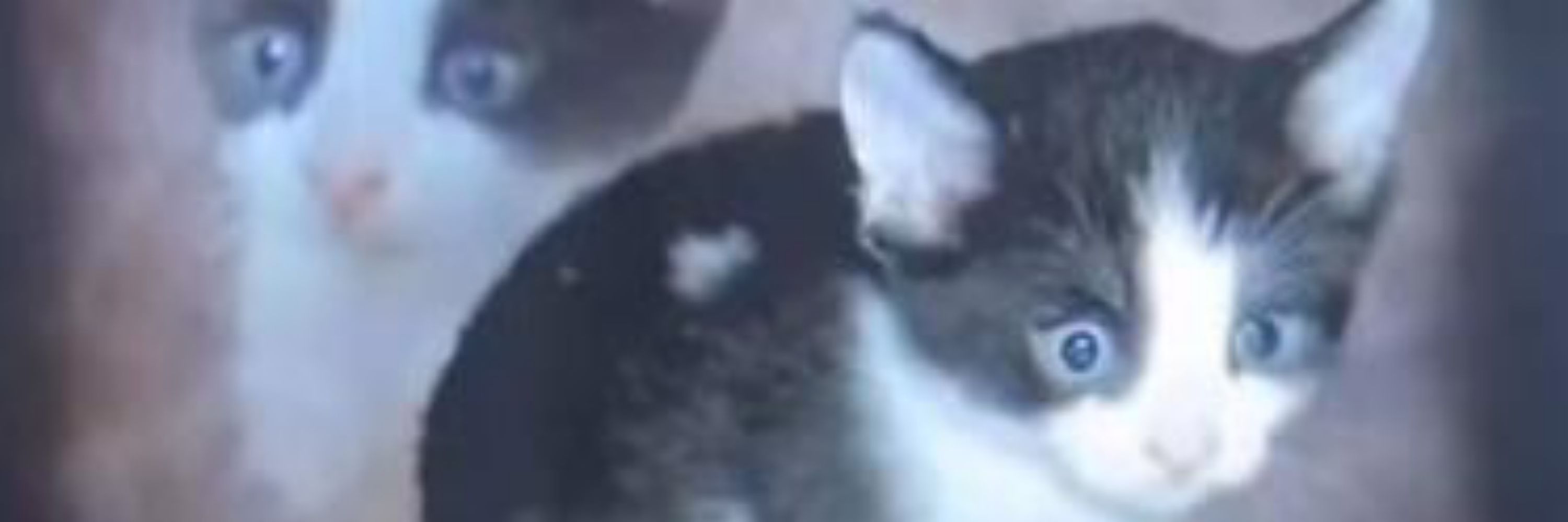 Av