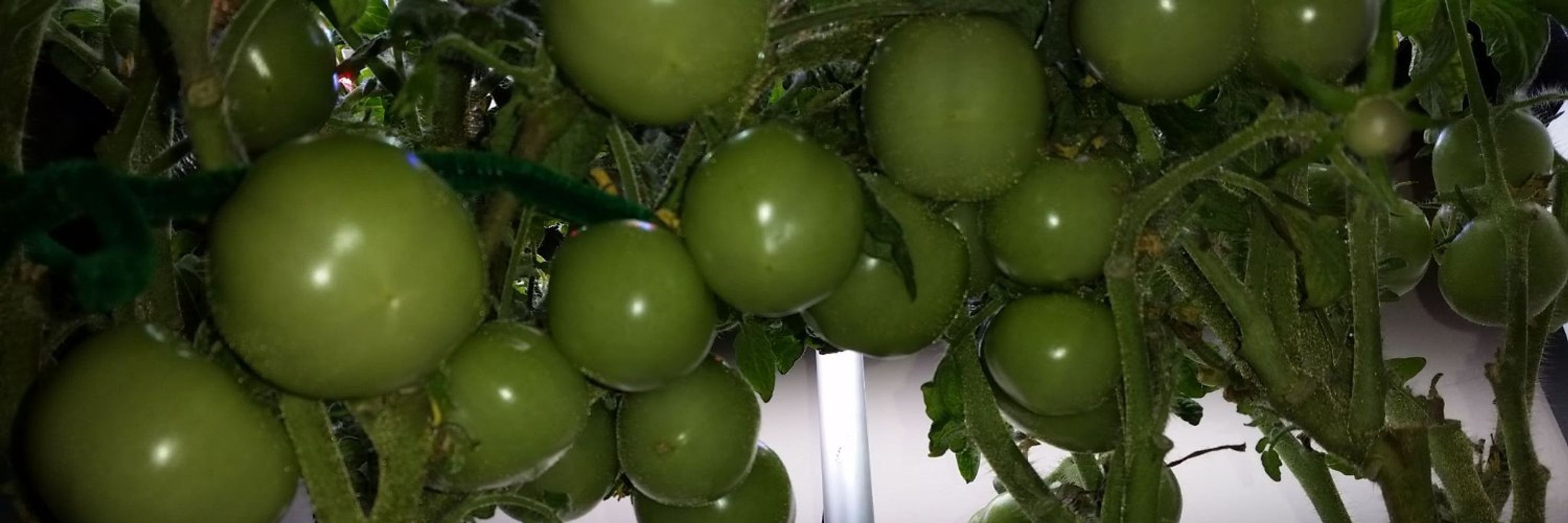 Tomate Did What?!
