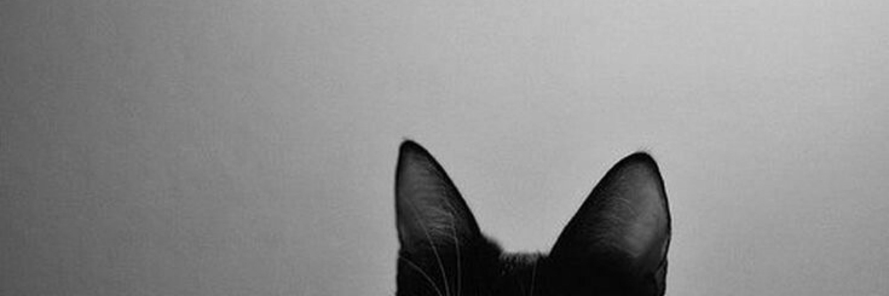 lics 🐈‍⬛