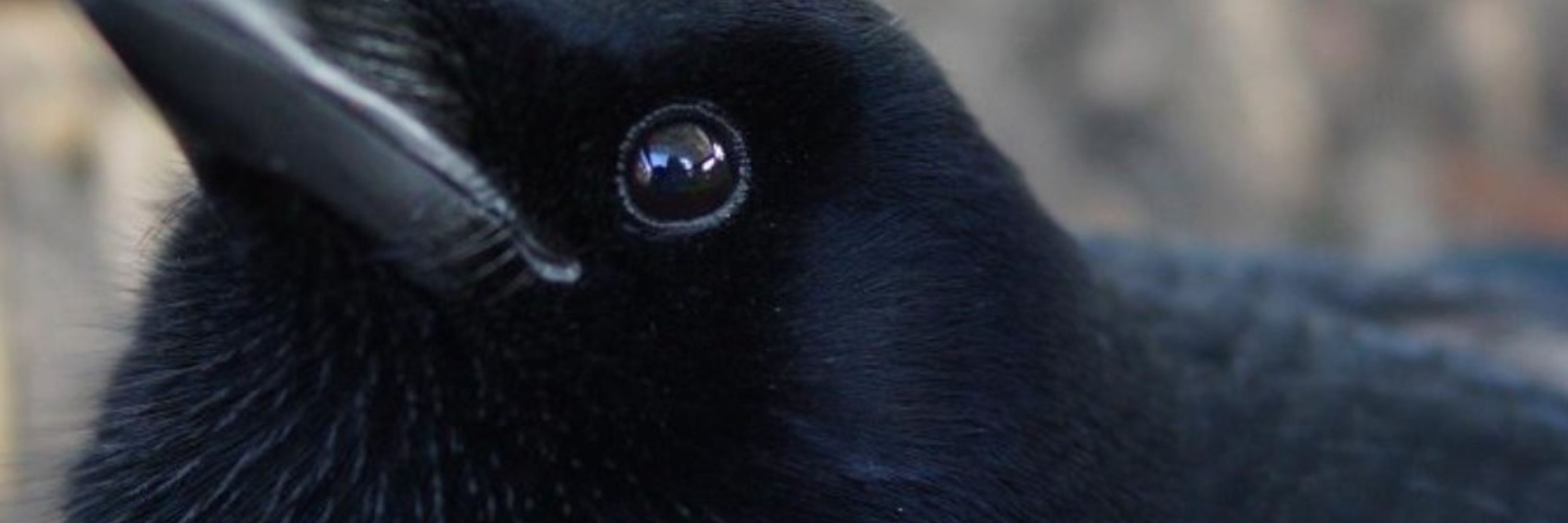 Sophie the Magpie