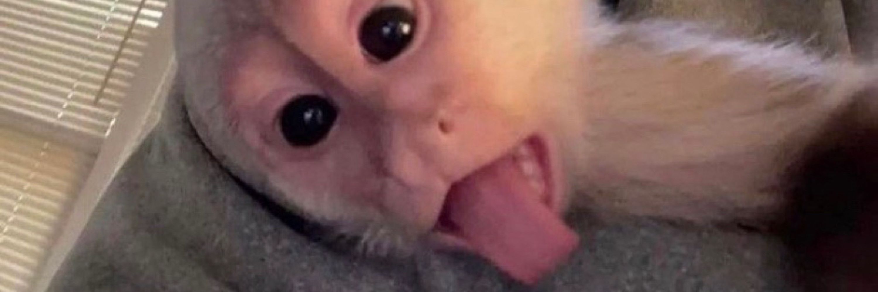 Joao 