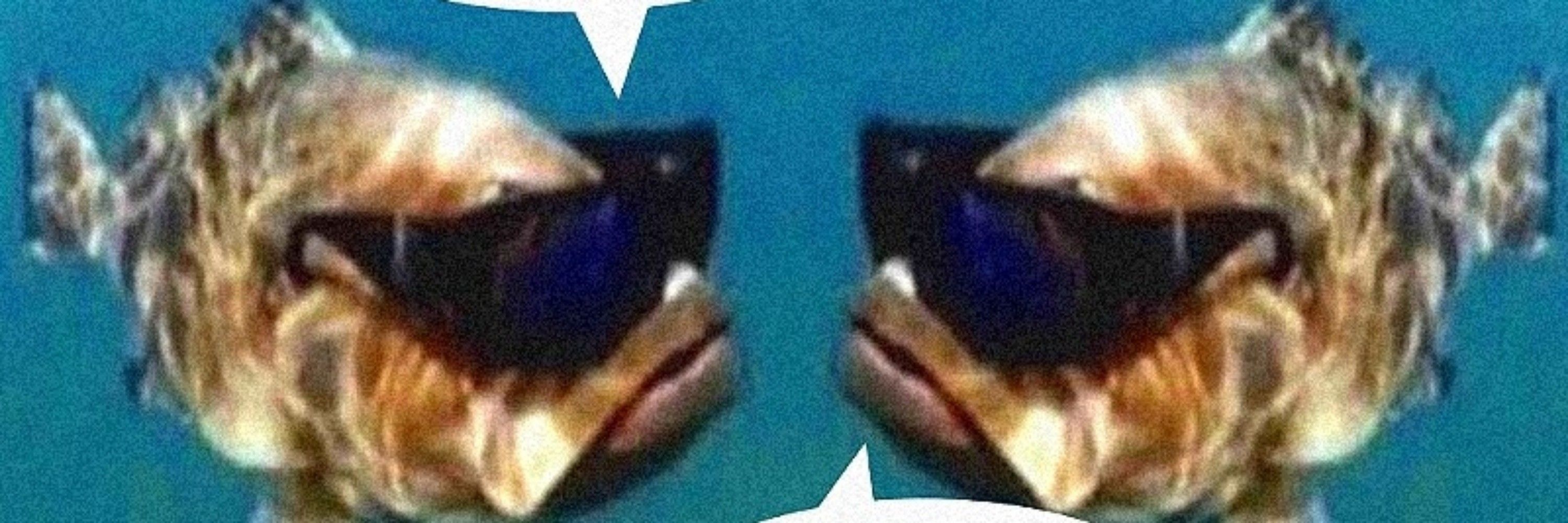 RZL