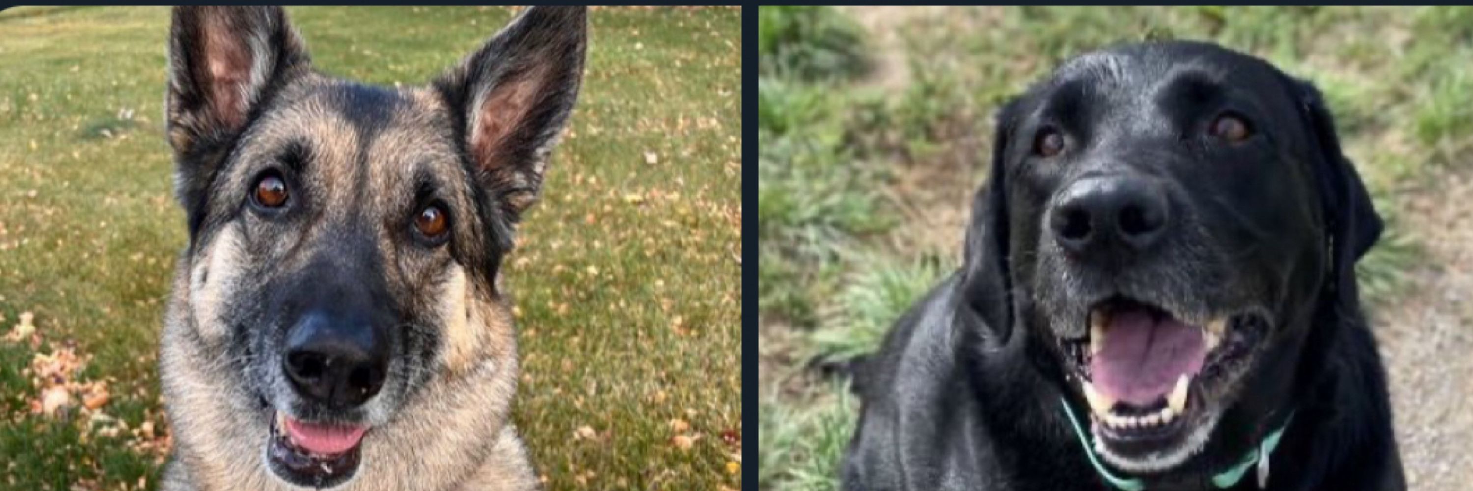 Sheri 🖤Angel🐾Rizzo🐾