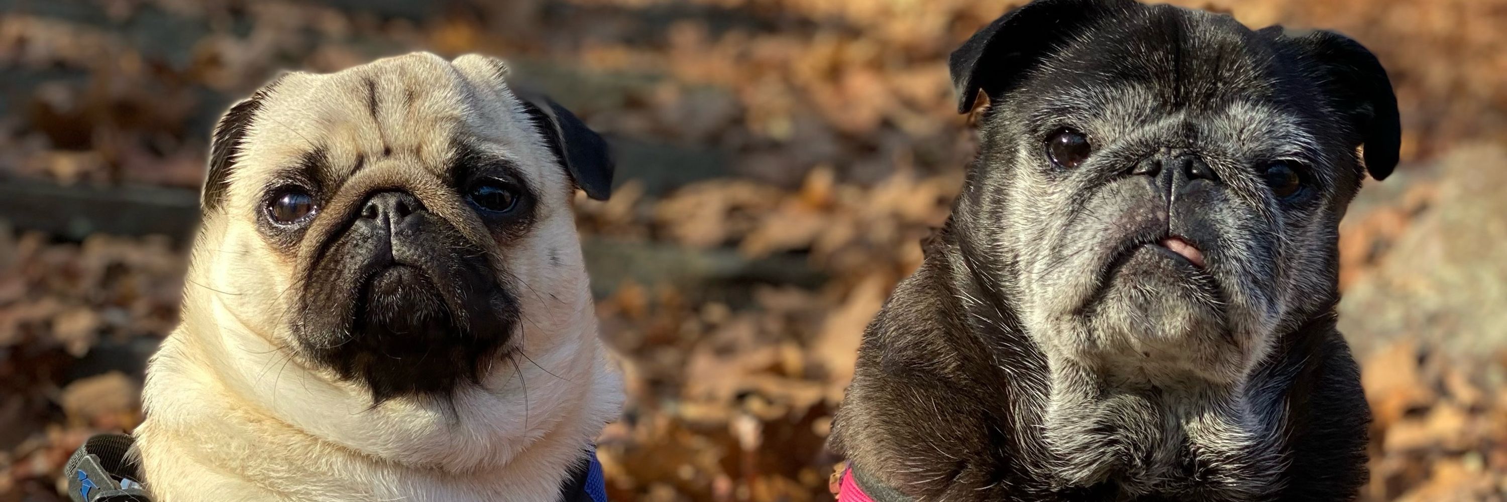 Spanky the pug