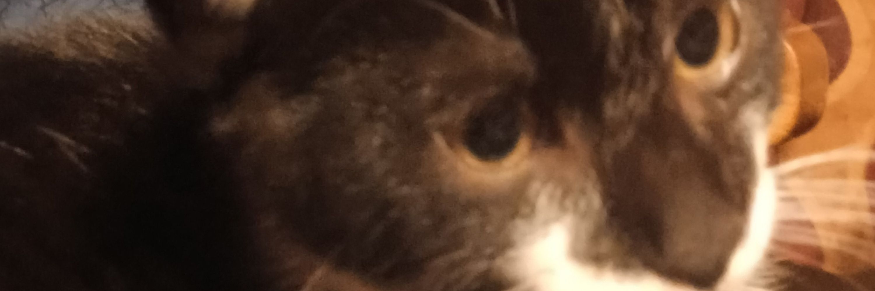 Lori